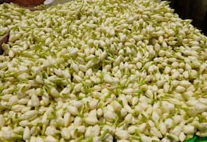  மல்லிகை வரத்து குறைவால் விலை உயர்வு:   கிலோ ரூ.2000