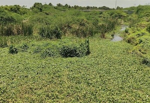 தேனாற்றை மீட்கும் திட்டம்  கிடப்பில் போடப்பட்டது