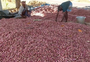  வெங்காயம் விலை உயர்வால் விவசாயிகள் மகிழ்ச்சி