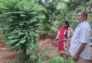  வீட்டுத்தோட்டத்தில் விளையும் காய்கறிகள், பழங்கள் உரமாகும் காய்கறி கழிவுகள், இலைகள்