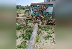  முறிந்து விழுந்த பனை மரம் மின்கம்பம், 2 வீடுகள் சேதம்