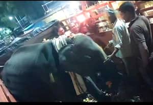 மீனாட்சி அம்மன் கோவிலுக்கு புது வரவாக வந்த ஐந்து வயது துர்கா யானை