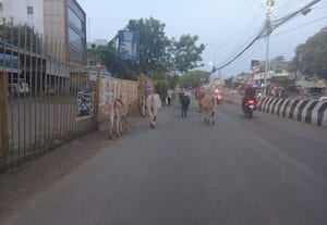  மாடுகளால் அடிக்கடி விபத்து