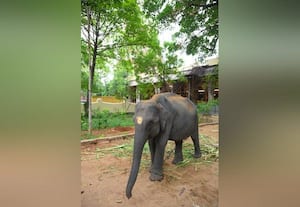  மீனாட்சி கோயிலுக்கு வந்தது அசாம் மாநில 5 வயது யானை