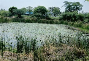  மருதம் கிராமத்தில் பராமரிப்பின்றி பிச்சாண்டீஸ்வரர் கோவில் குளம் சீரமைக்க பக்தர்கள் வேண்டுகோள்