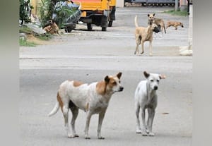 வார்டுதோறும் தெருநாய்களுக்கு... ﻿ சாப்பாடு!:பசி போக்க மாநகராட்சி திட்டம்