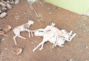 நாய்கள் கடித்து 4 ஆடுகள் பலி