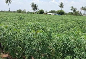  சொட்டுநீர் பாசனத்தில் மரவள்ளி சாகுபடி