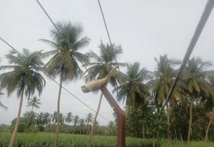  தாழ்வான மின்கம்பிகள் தவிப்பில் விவசாயிகள்