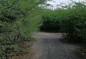  ரோட்டோரத்தில் வளர்ந்துள்ள சீமைகருவேலத்தால் மக்கள் சிரமம்