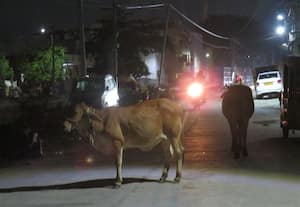  சாலையில் சுற்றித் திரியும் மாடுகள் திருக்காலிமேடில் விபத்து அபாயம்