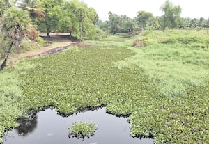 திருமணிமுத்தாற்றில் வளர்ந்துள்ள ஆகாயத்தாமரையை அகற்றப்படுமா?