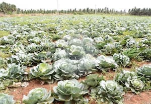  முட்டை கோஸ் சாகுபடி விவசாயிகள் ஆர்வம்