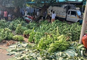  செவ்வாழை, நேந்திரன் விவசாயிகள் ஏமாற்றம்