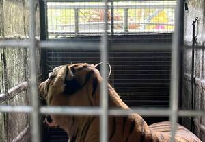 Tiger trapped in cage Forest Department on the lookout
