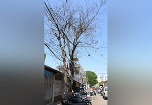  பட்டுப்போன மரத்தால் அச்சம்