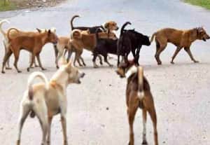  நடைபயிற்சியாளருக்கு நாய்களால் தொல்லை