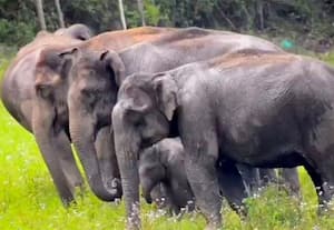  அச்சம், மகிழ்ச்சி ஏற்படுத்தும் காட்டு யானைகள்