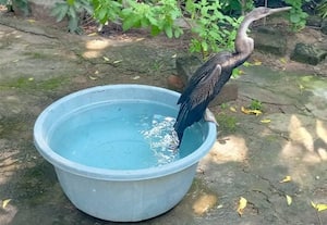 வீட்டில் தஞ்சம் புகுந்த பாம்புத்தாரா பறவை மீட்பு