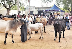 சிறப்பு கால்நடை சுகாதார விழிப்புணர்வு முகாம்