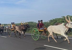  மாட்டு வண்டி பந்தயம்
