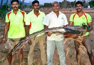  கிணற்றில் தவித்த மயில் மீட்பு
