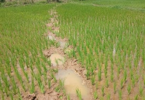  நெற் பயிர்கள் சேதம் விவசாயிகள் கவலை