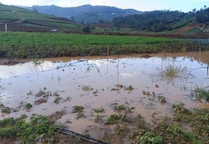  கனமழையால் தோட்டத்தில் வெள்ளம் மலை காய்கறிகள் சேதம்
