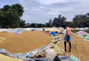 கொள்முதல் நிலையங்கள் திறக்காததால் மழையில் நனைந்து நெல் முளைப்பு