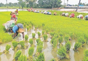  சம்பா பருவ சாகுபடிக்கு களக்காட்டூரில் நடவு பணிகள் தீவிரம்