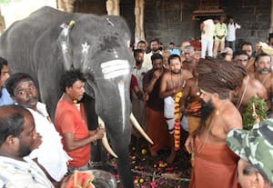 வைத்தீஸ்வரன் கோவிலுக்கு புதிய யானை