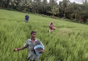  நெல் வயலில் களையெடுப்பு உரமிடலில் விவசாயிகள் தீவிரம்