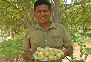  '3 ஏக்கர் நெல்லி சாகுபடியில் ஆண்டுக்கு ரூ.6 லட்சம் லாபம்!':'இயற்கை விவசாயத்தில் செலவு குறைவு மகசூல் அதிகம்!'