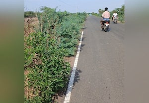  கிராமப்புற ரோட்டோரங்களை ஆக்கிரமிக்கும் சீமைக்கருவேலம்