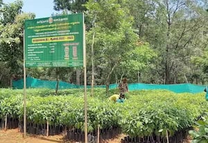  மரக்கன்றுகள் நடுதல்