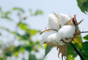  புதிய சீசன் துவங்கும் முன்பே பஞ்சு விற்பனை துவங்கியது