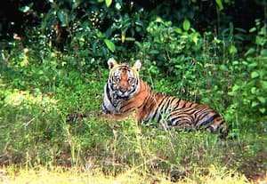  தேக்கடி ஏரியில் சுற்றுலா பயணிகளை மகிழ்வித்த புலி