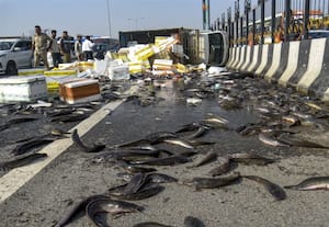 Fish gather on accident roads in Ghaziabad