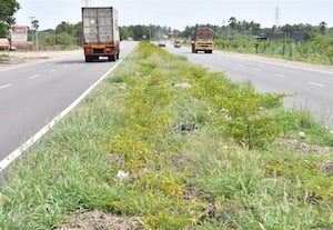 மதுரை – துாத்துக்குடி நான்கு வழிச்சாலையில் பராமரிப்பு இல்லாத மீடியன்: எதிரே செல்லும் வாகனங்கள் திணறல்