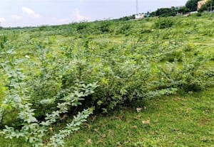வைகையில் வளரும் கருவேல மரங்களை ஆற்றில் நீர் வருவதற்கு முன் அகற்றவும்