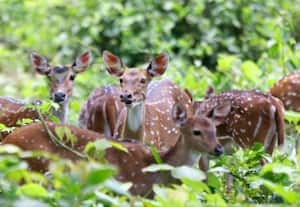 இயற்கைக்குப் புதிய சவால்: வன உயிர்கள் வாசல் தேடும் காலம்