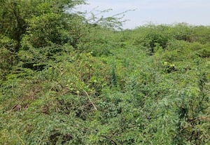 காயல்குடி ஆற்றில் சீமை கருவேல மரங்களை அகற்ற எதிர்பார்ப்பு