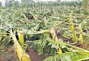 இடைப்பாடி அருகே காற்றுடன் கனமழை: ஆயிரக்கணக்கான வாழை மரங்கள் சேதம்