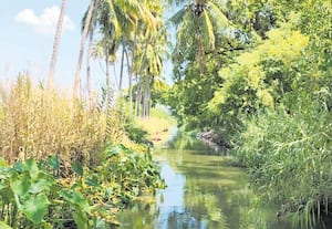 வாய்க்காலில் புதர்மண்டி நீரோட்டம் பாதிப்பு கடைமடை விவசாயிகள் தவிப்பு