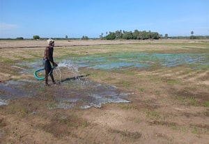 தண்ணீர் தெளித்து நெல் பயிர்களை காப்பாற்றும் விவசாயிகள்