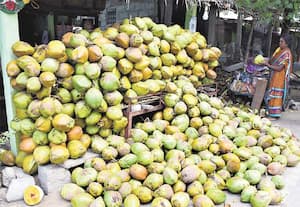 கொளுத்தும் வெயில்: இளநீர் விலை உயர்வு