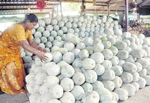 ஆயுத பூஜைக்கு குவிந்த பூசணி