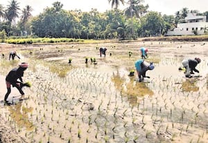 கரூர் அருகே நெல் நாற்று நடும் பணியில் வடமாநில தொழிலாளர்கள்