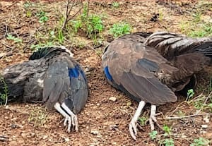 நிலக்கோட்டையில் மயில்கள் பலி