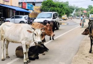ரோட்டில் ஓய்வெடுக்கும் மாடுகளால் விபத்து அபாயம்